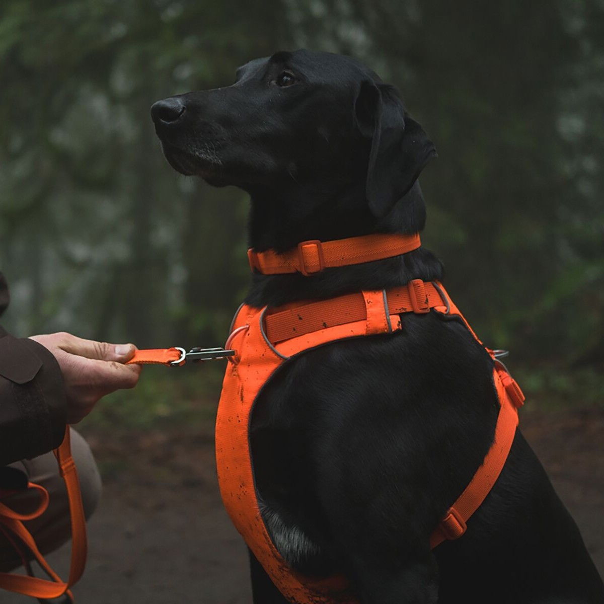 Ruffwear Front Range harness, Blaze Orange