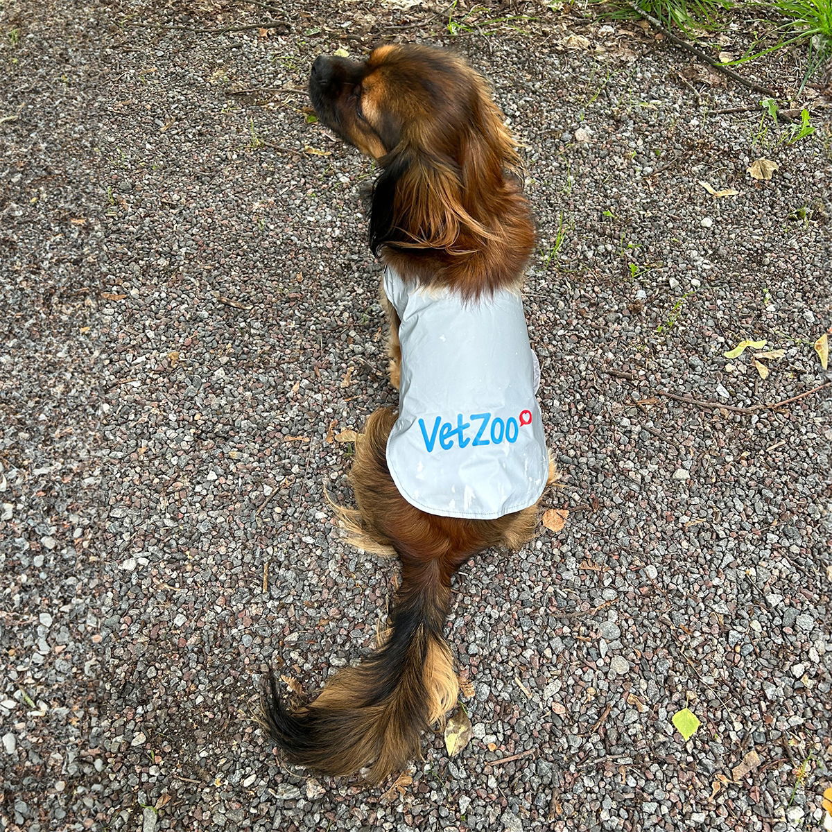 Icepeak Pet Brightly visibility vest VetZoo