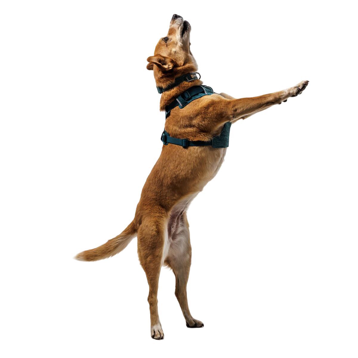 Ruffwear Front Range Flex Harness, Deep Teal