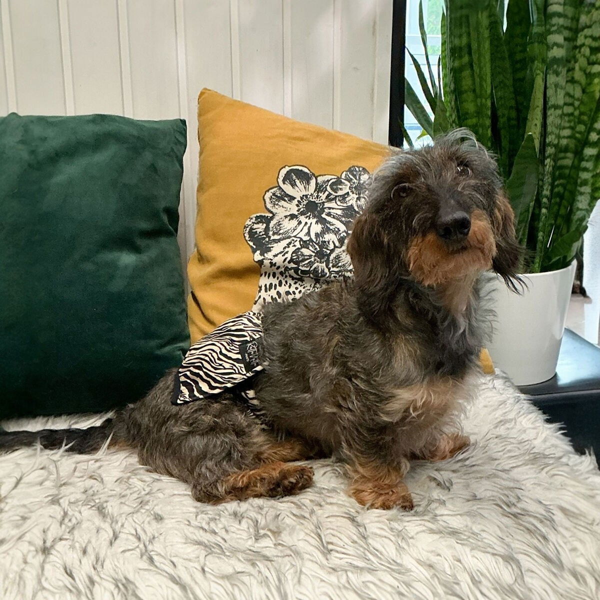 RuttuNuttu male wrap, zebra