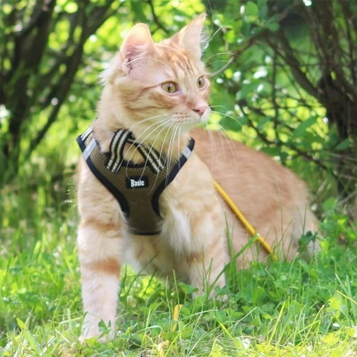 Basic Cat Sporty Kattsele Beige