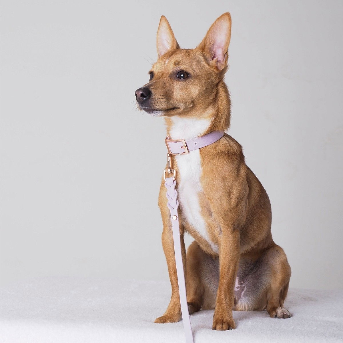 Tyylivoitto Braid leash, lavender