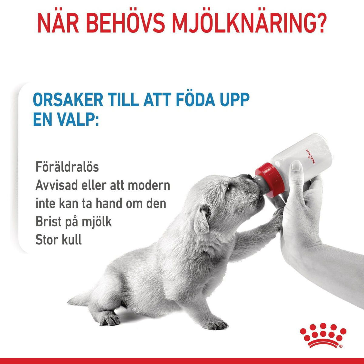 Royal Canin Babydog Milk mjölk för hundvalp