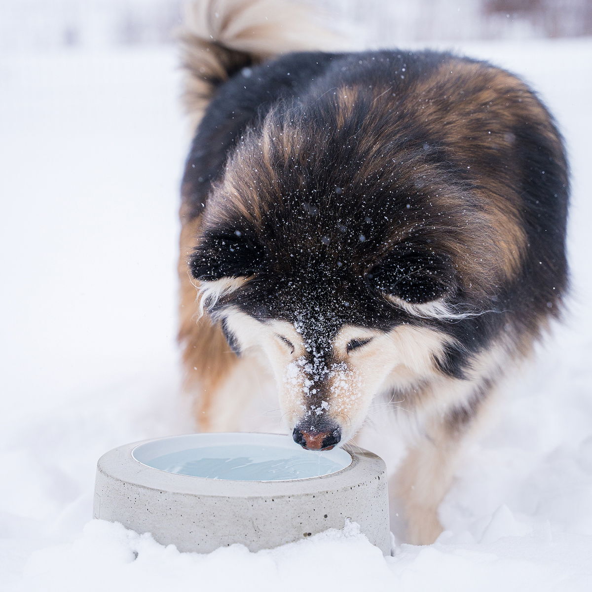 Sulavesi outdoor heated water bowl 2,6l