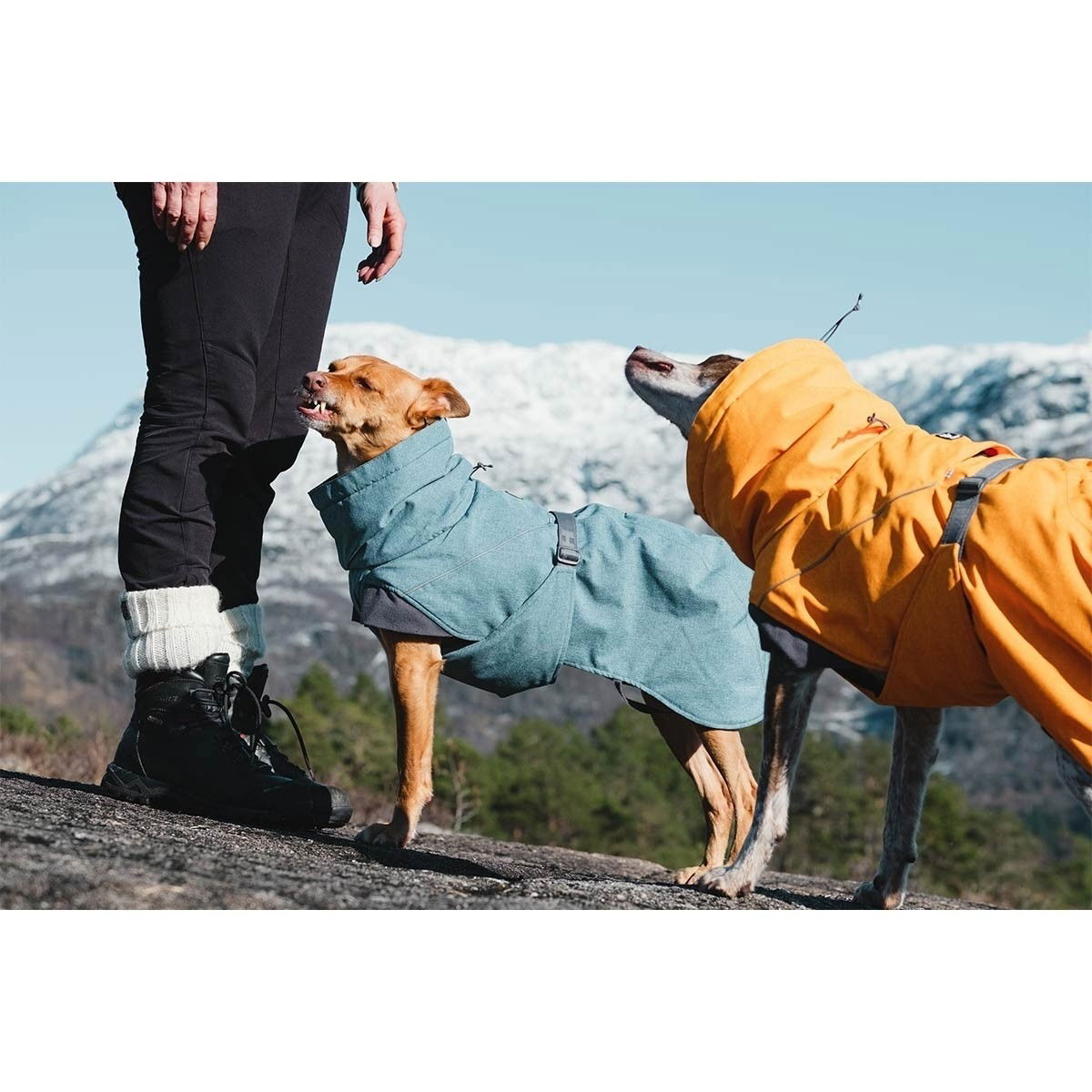 Hurtta Expedition Parka bilberry