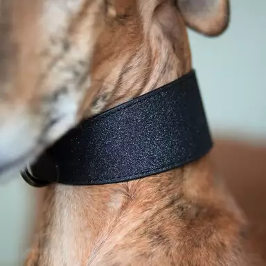 Kampanj Collar of Sweden Brett Hundhalsband Glitter Svart