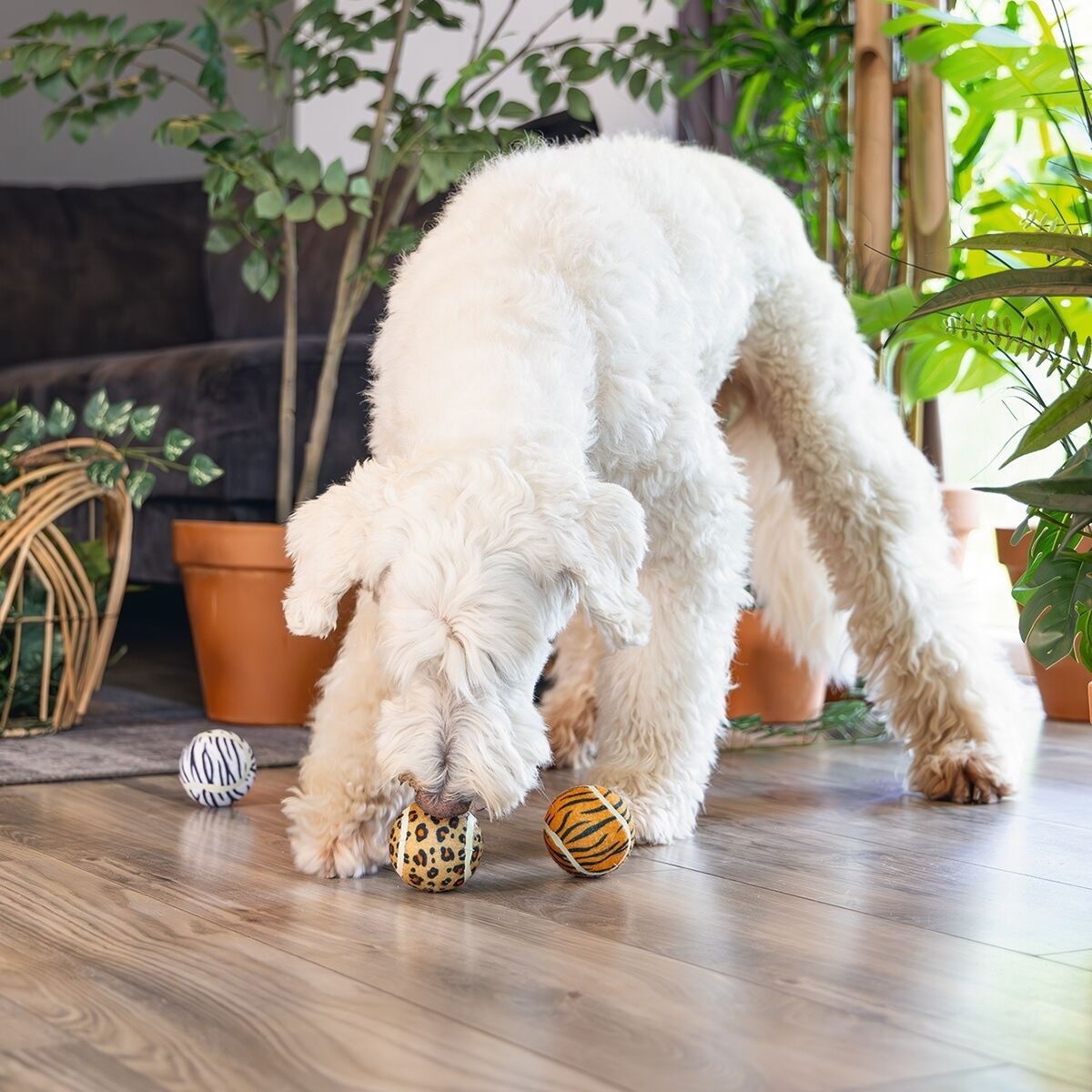 Beeztees Dog Jungle Tennis Balls assorted