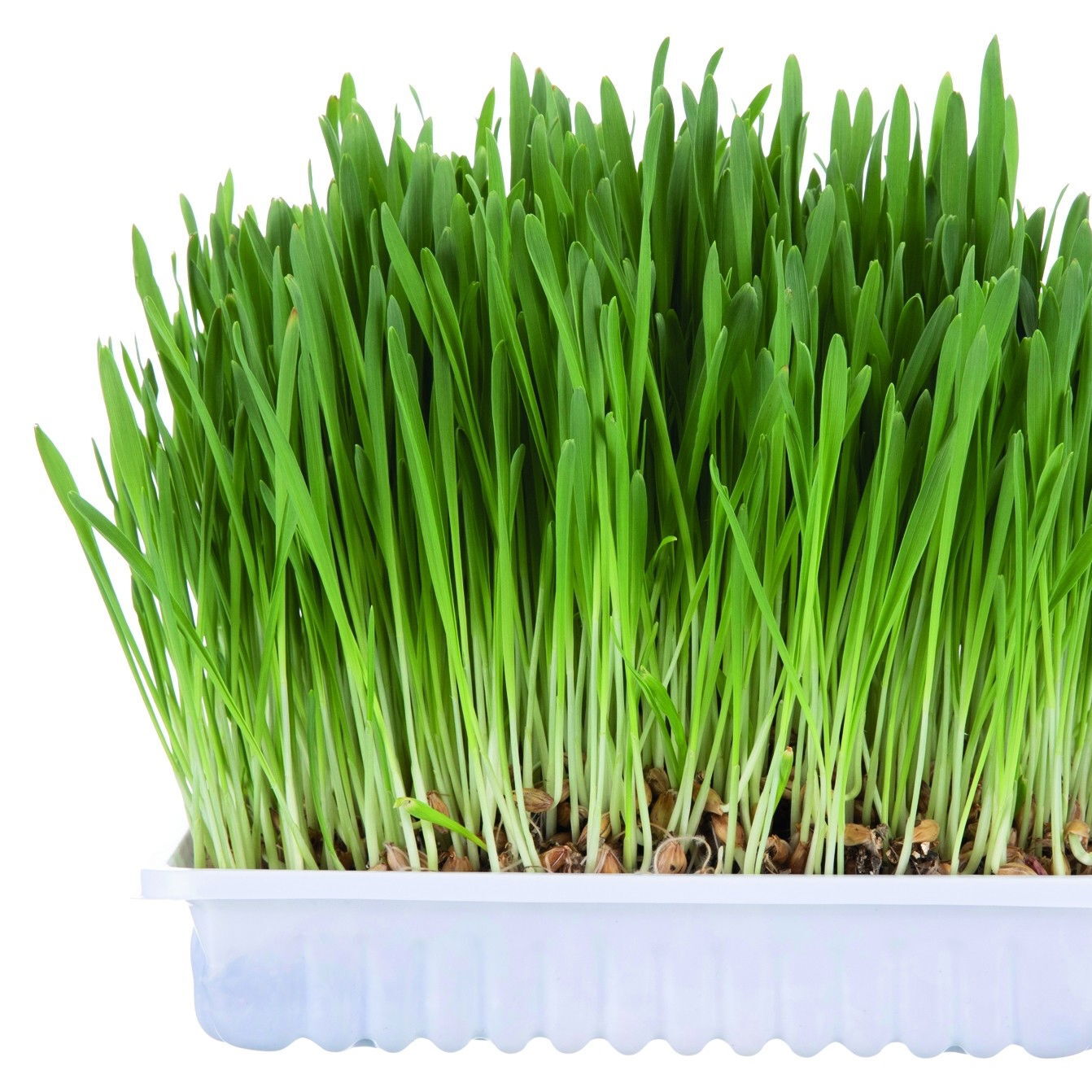 Trixie Kattgräs Refillpåse 100 g