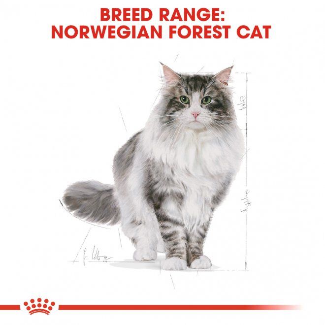 Royal Canin Norwegian Forest Adult torrfoder för katt