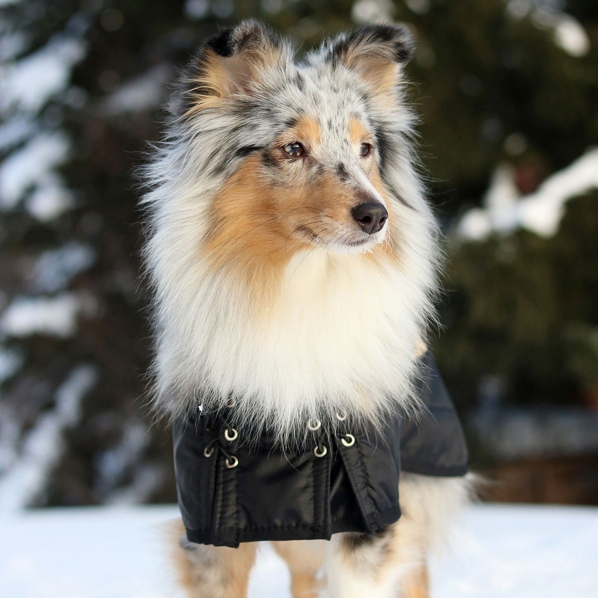 Back on Track Hundtäcke, Svart