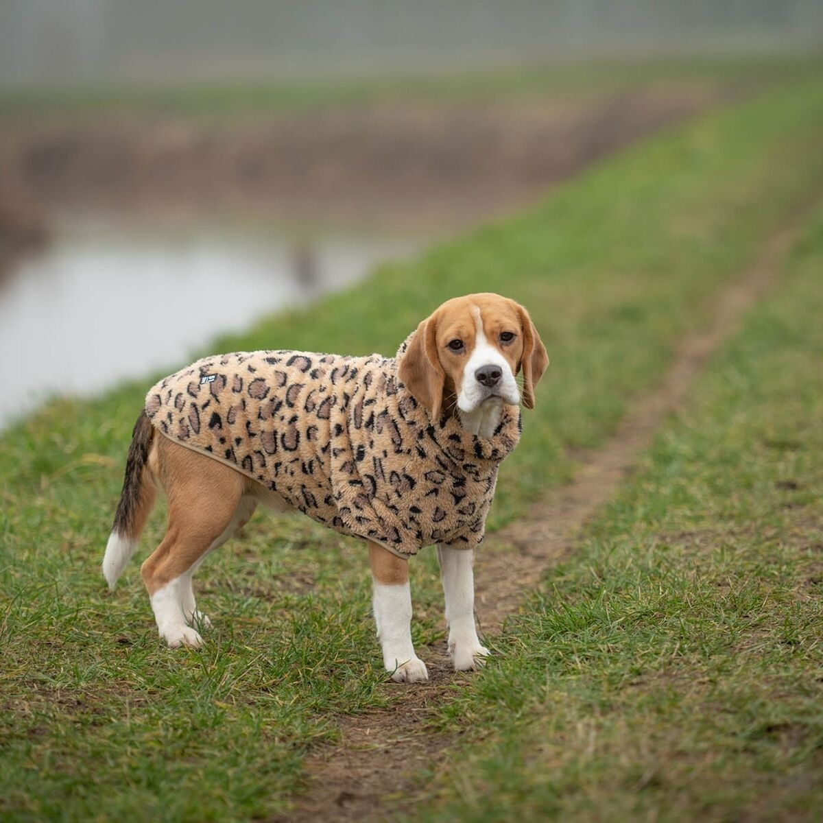 51 Degrees North Turtle Teddy, leopard