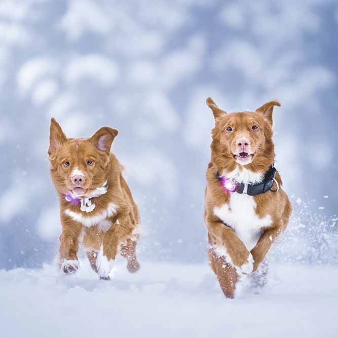 Orbiloc Dual Safety Light