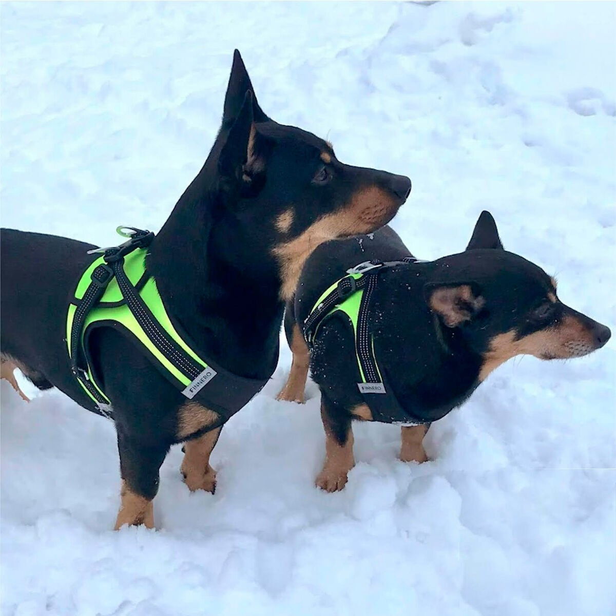 FinNero Hali vest harness