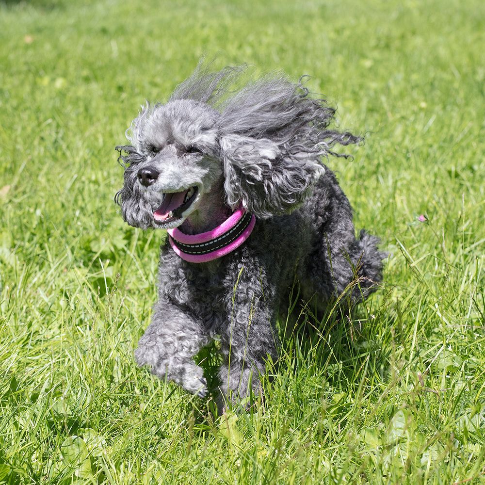 Basic Cosy Halsband Halvstryp Rosa