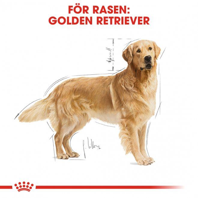 Royal Canin Golden Retriever Adult torrfoder för hund