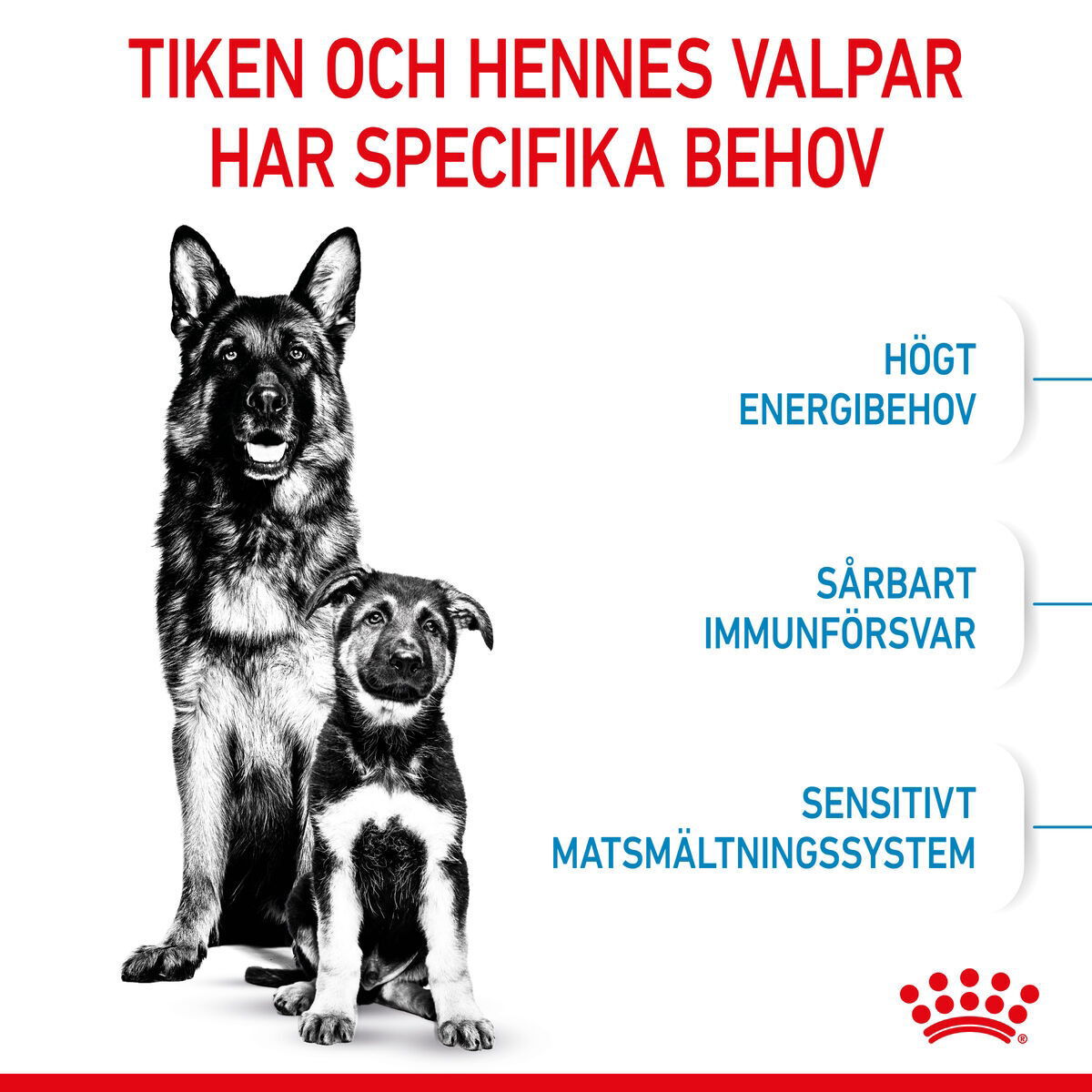 Royal Canin Maxi Starter torrfoder för hund och hundvalp