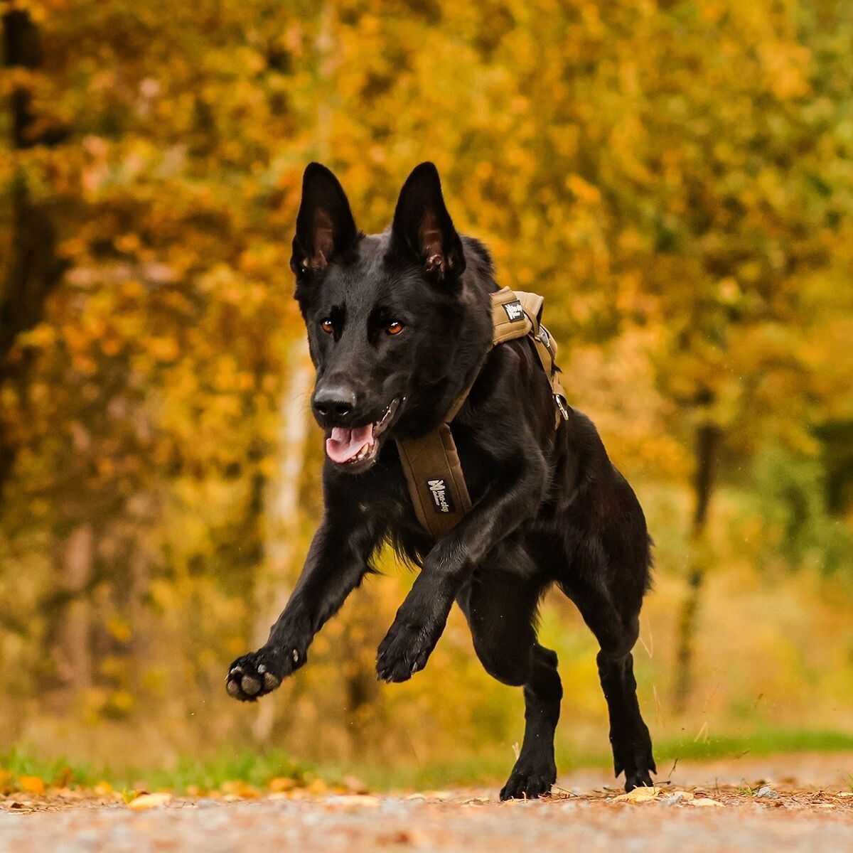 Non-Stop Freemotion harness defense, green