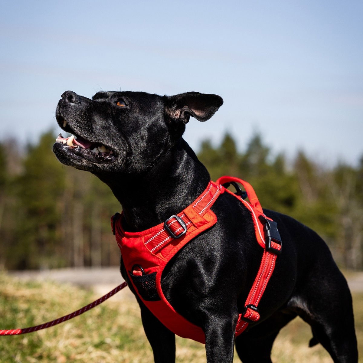 Feel Active Training harness Fiery Red