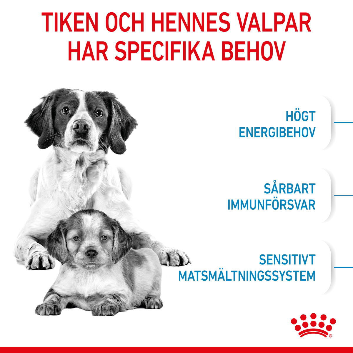 Royal Canin Medium Starter torrfoder för hund och hundvalp