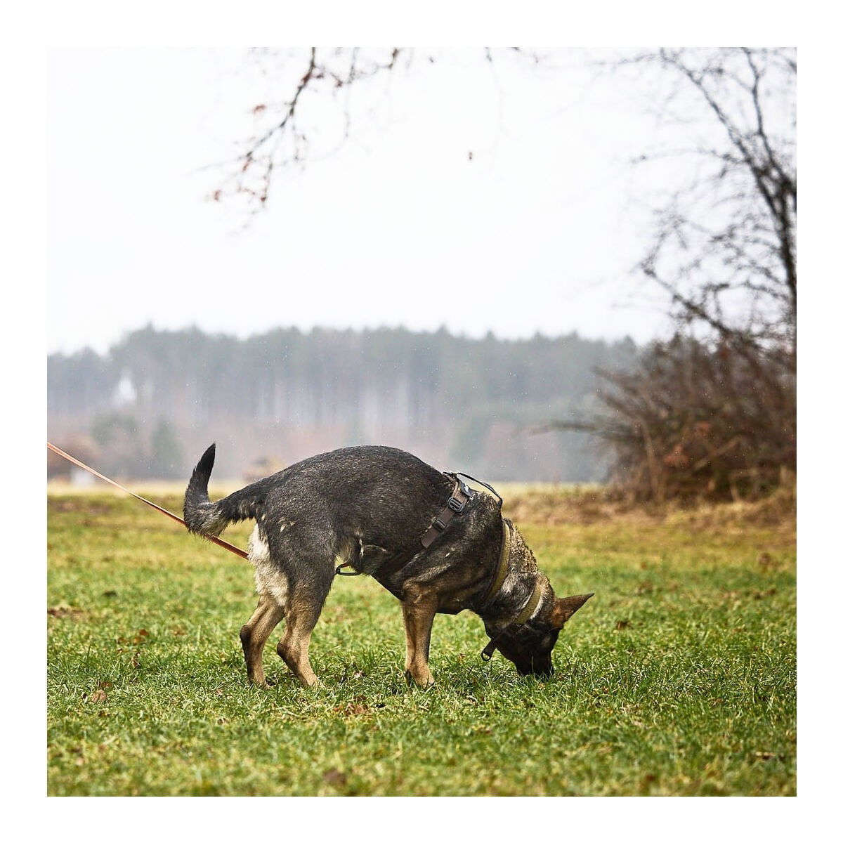 Non-Stop Line harness grip WD, olive