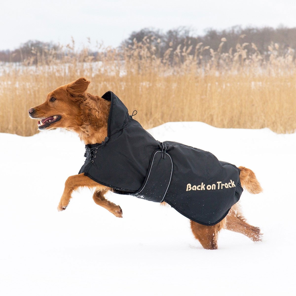 Back on Track Hundtäcke, Svart