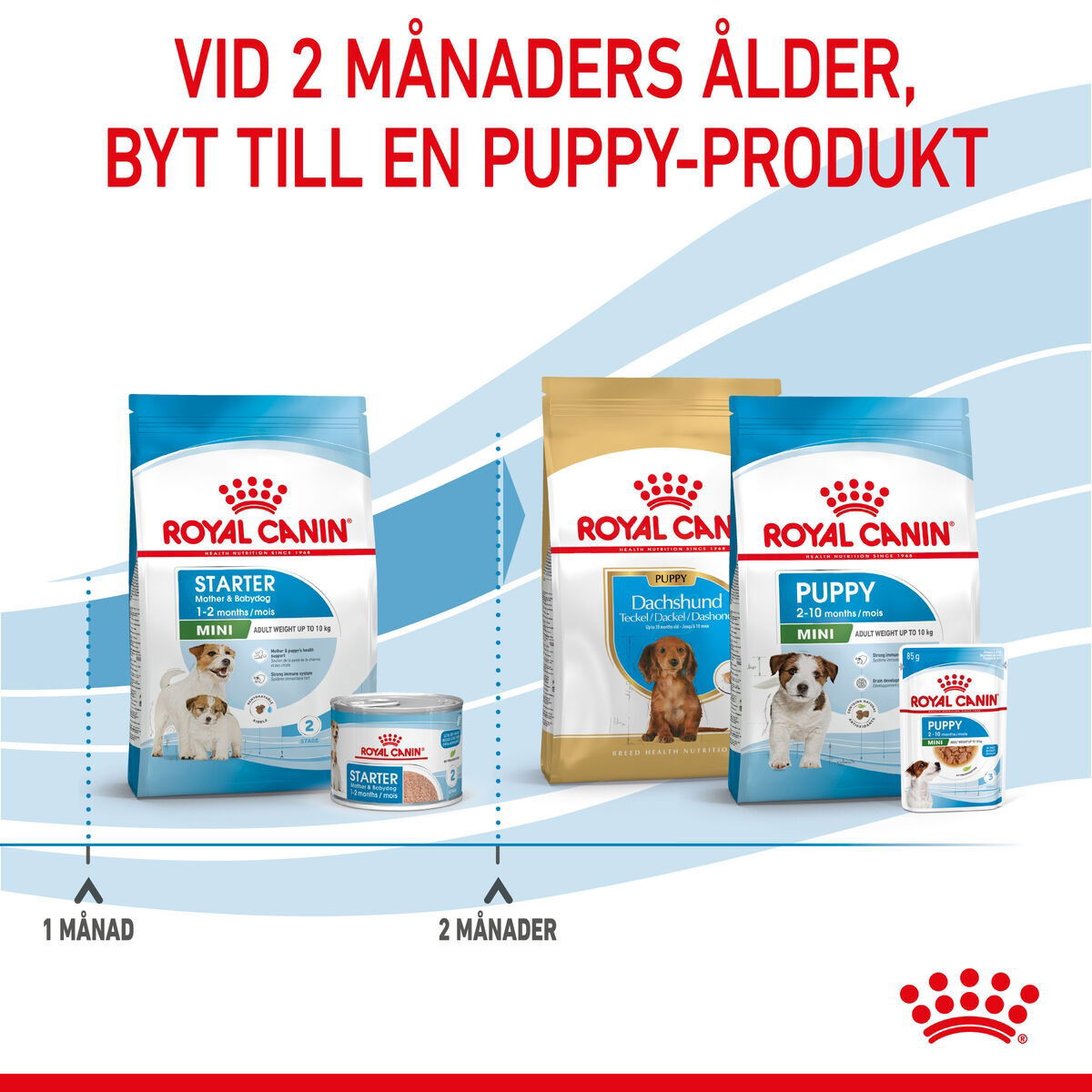 Royal Canin Mini Starter Mother & Babydog
