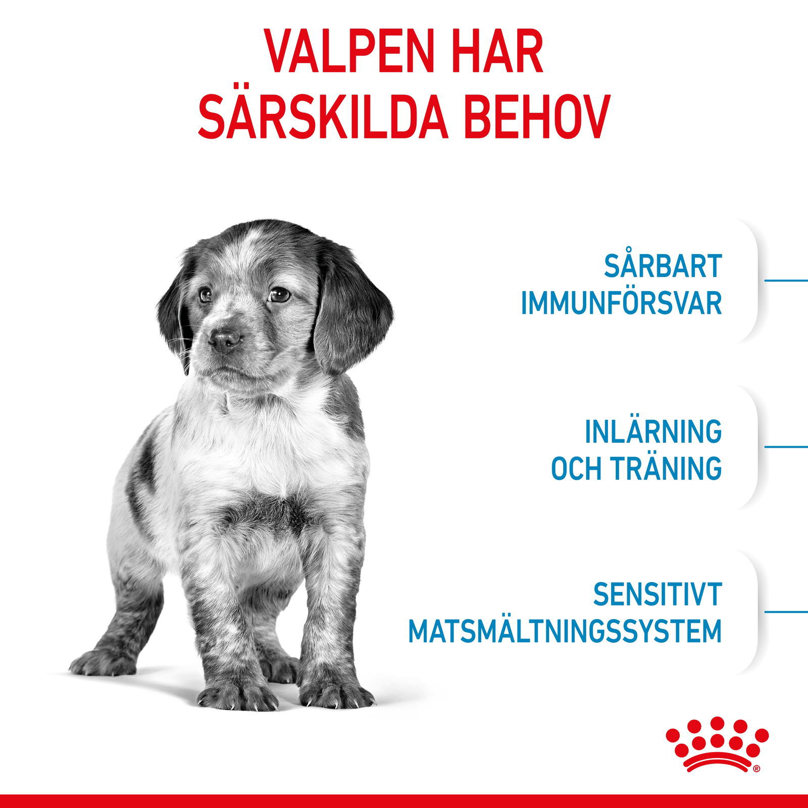 Royal Canin Medium Puppy torrfoder för hundvalp