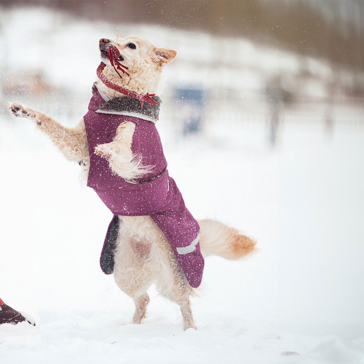 Pomppa Toppa winter jacket, Plum