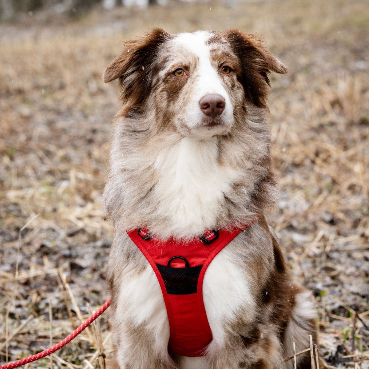 Feel Active Training harness Fiery Red