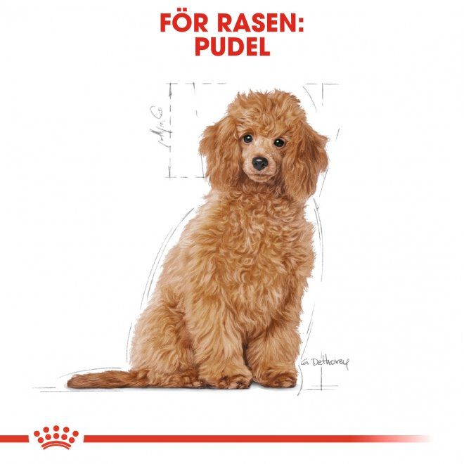 Royal Canin Poodle Puppy torrfoder för hundvalp