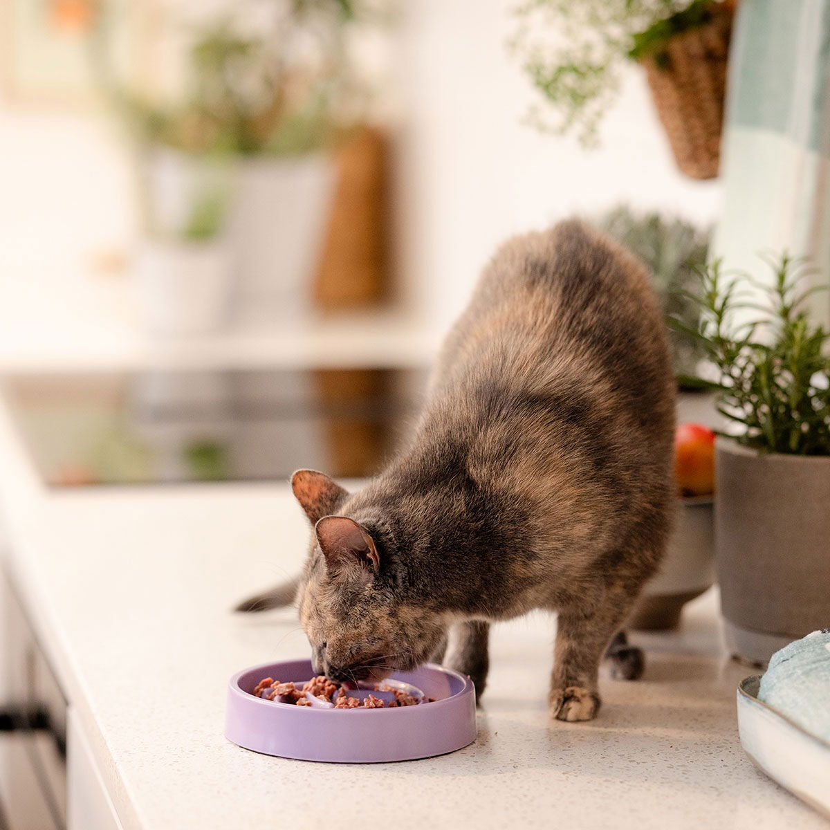 Basic Slow Down melamine cat slow feeder bowl round purple