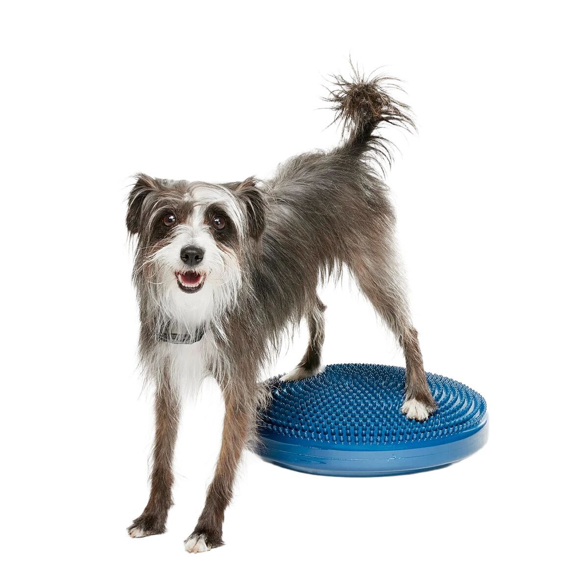 FitPaws Balansplatta till Hund Blå