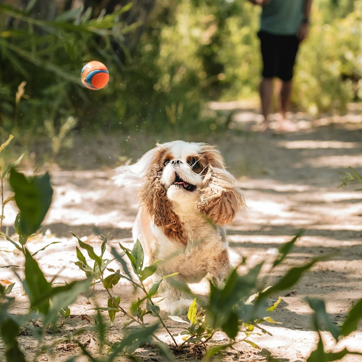 Chuckit Ultra Ball Small 2-pack