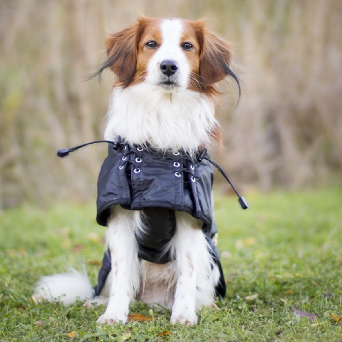 Back on Track Hundtäcke, Svart