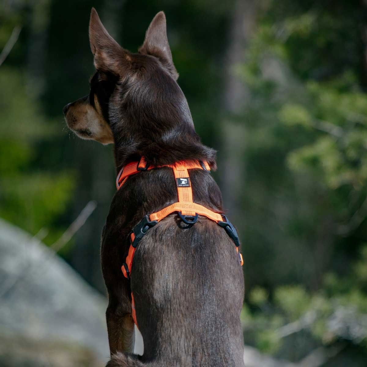 Feel Active Reflective harness Orange