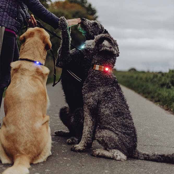 Orbiloc Dual Safety Light