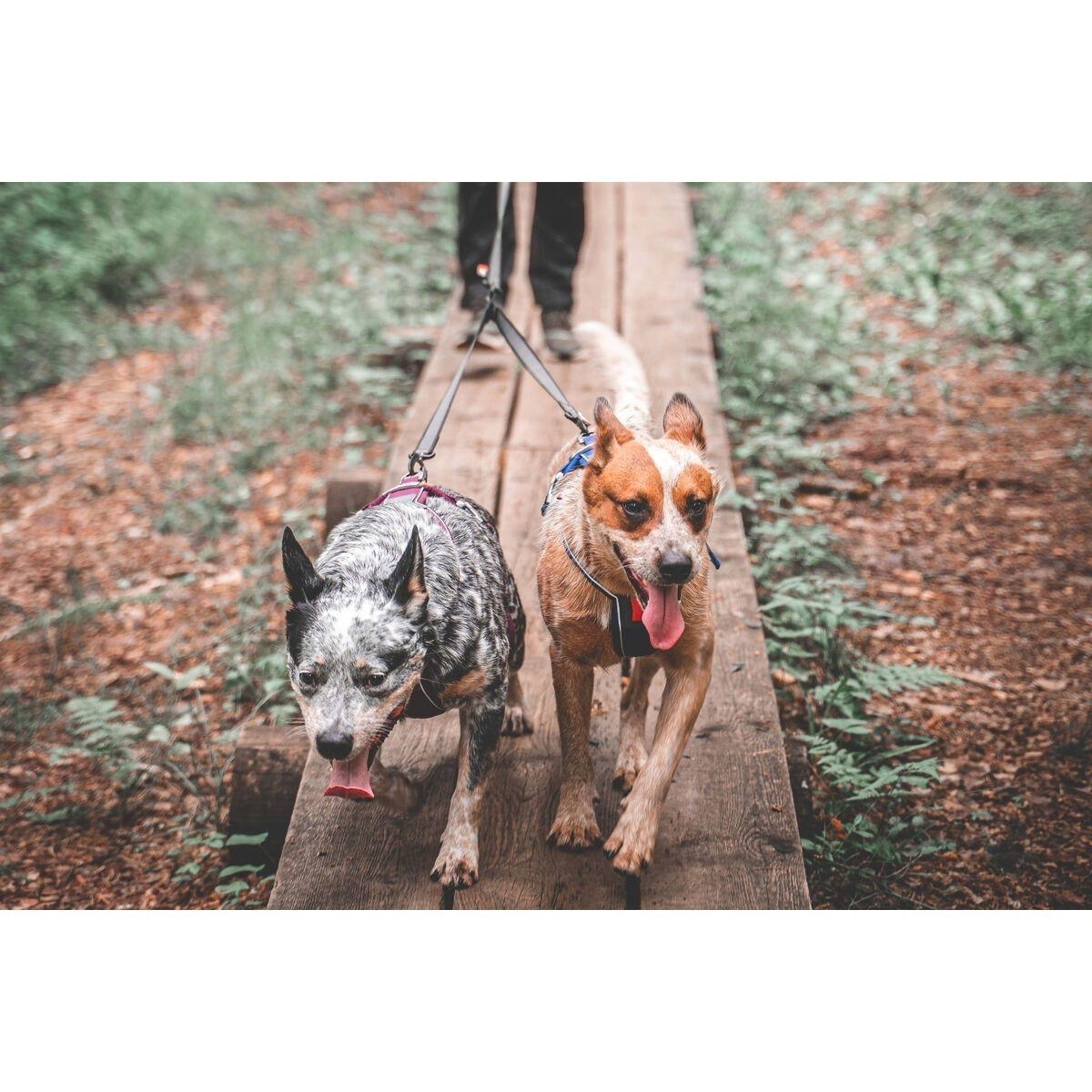 non-Stop Touring double