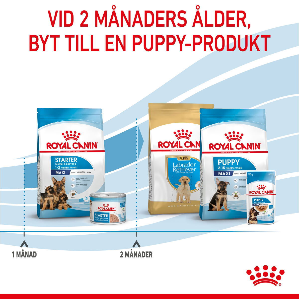 Royal Canin Maxi Starter torrfoder för hund och hundvalp