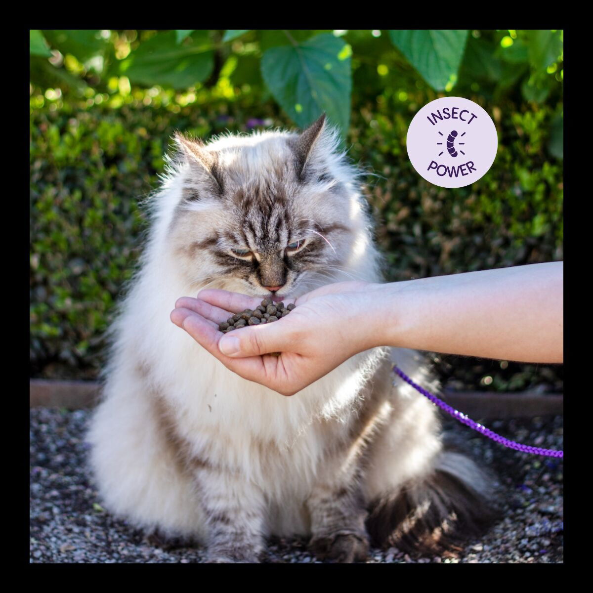 Petgood insect-based cat food adult