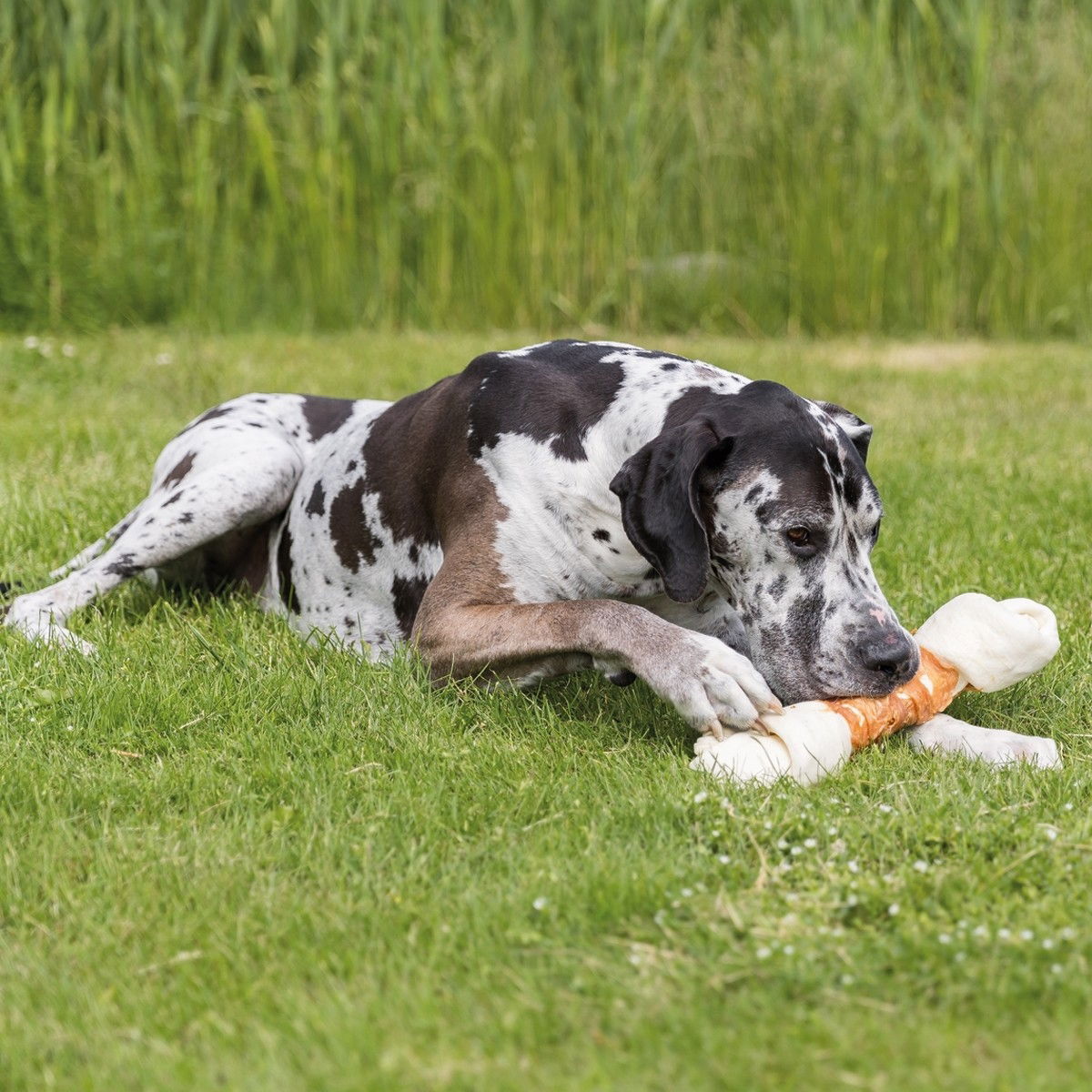 Trixie Denta Fun jättipuruluu 40cm, 500g