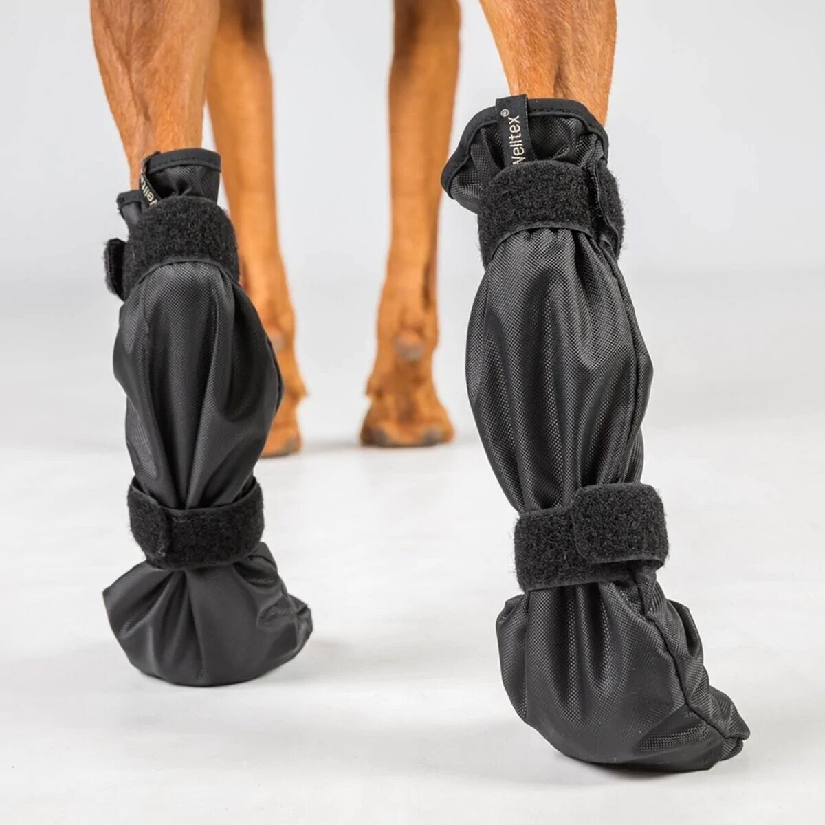 Back On Track Lola Pet Shoes