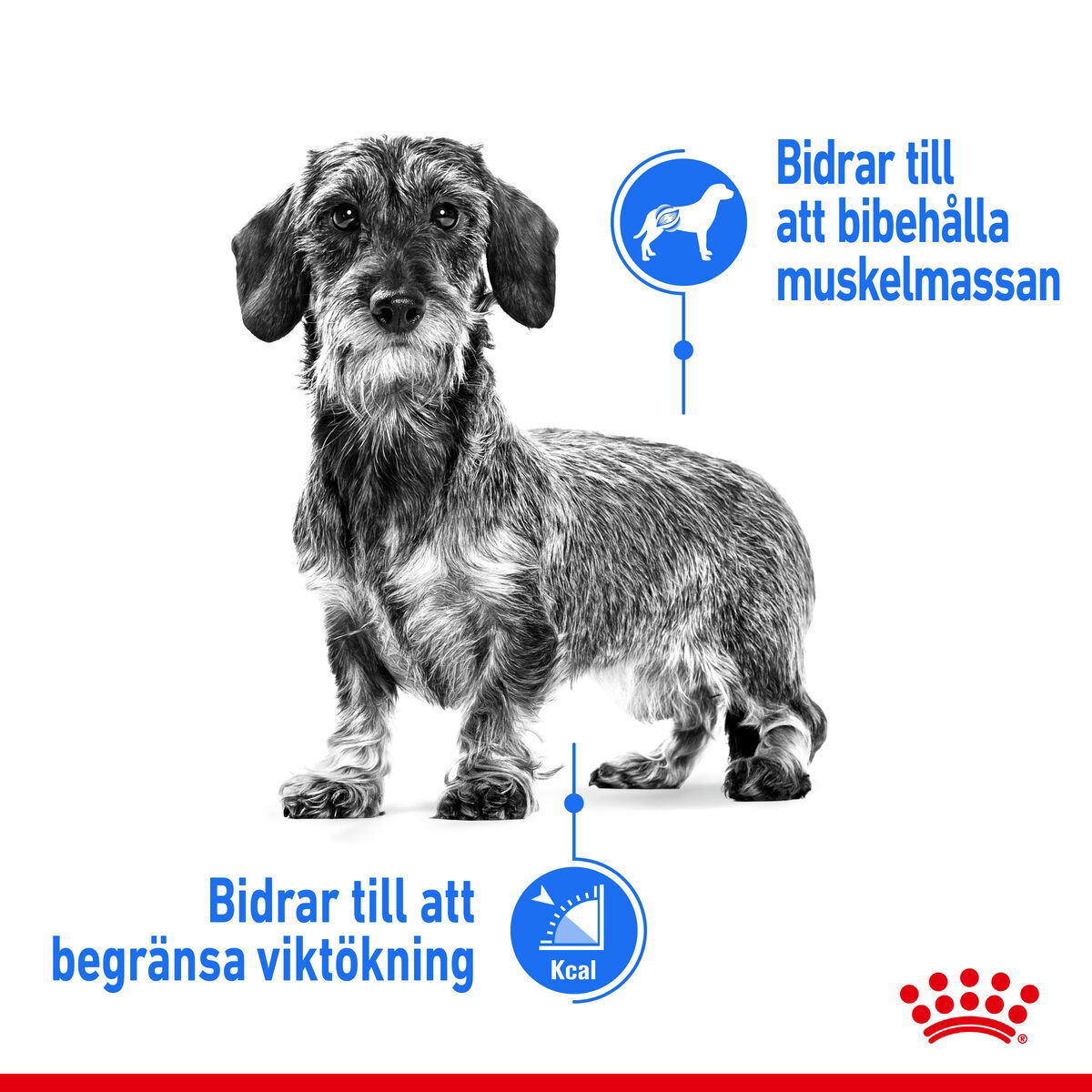 Royal Canin Light Weight Care Mini Adult torrfoder för hund