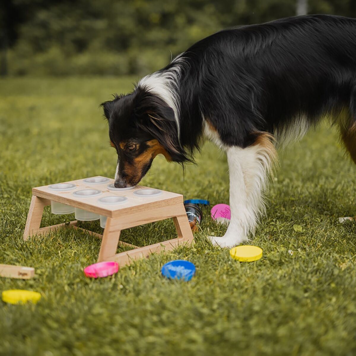 Loype Nosework Stand w. containers