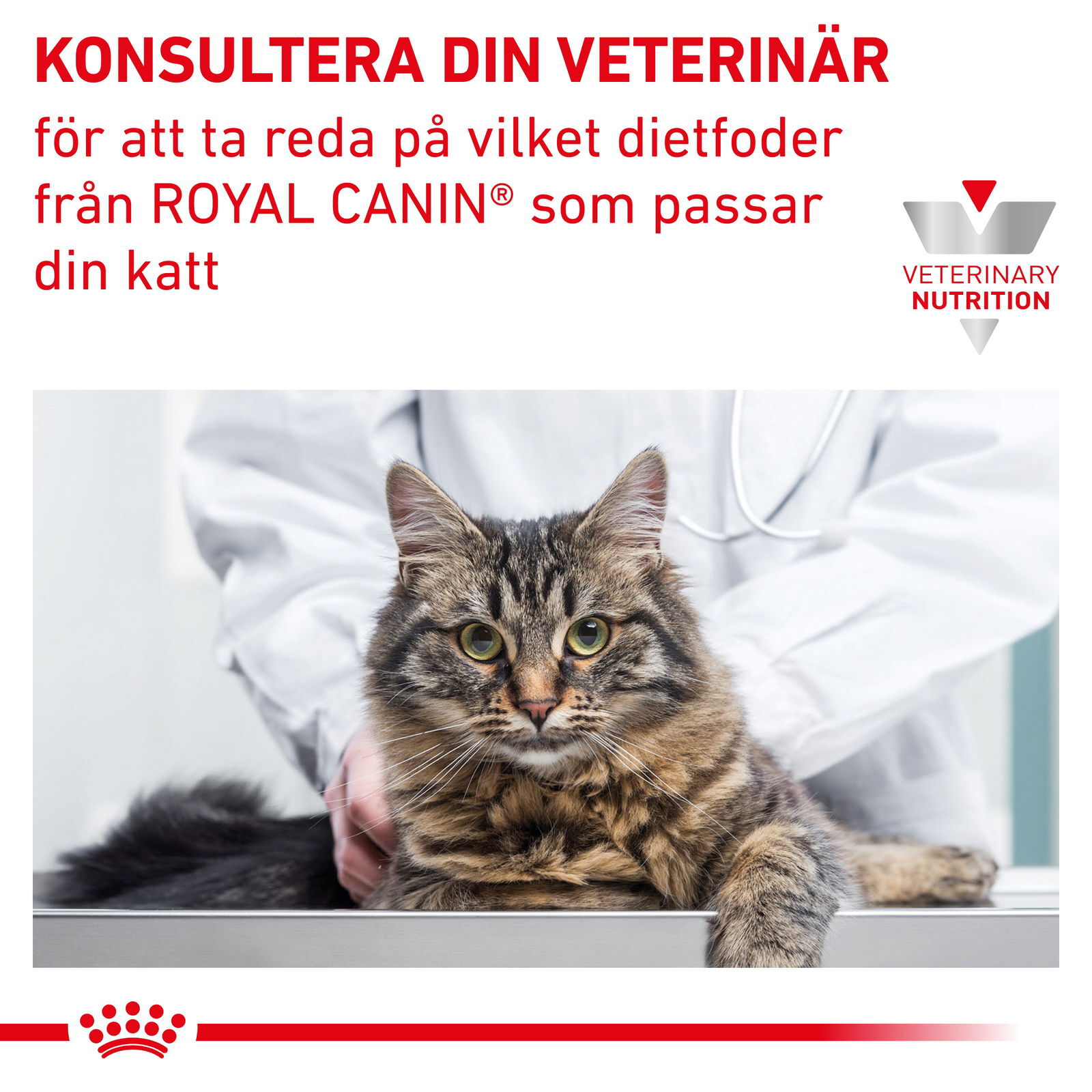 Royal Canin Veterinary Diets Renal Select torrfoder för katt
