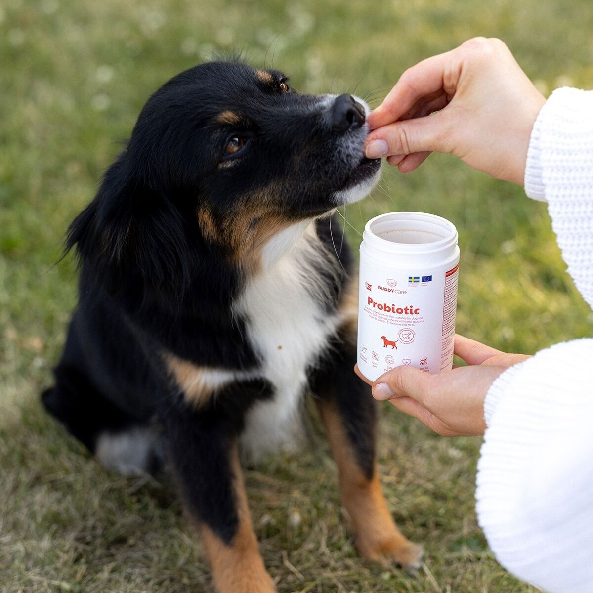 BuddyCare Probiotic 150g