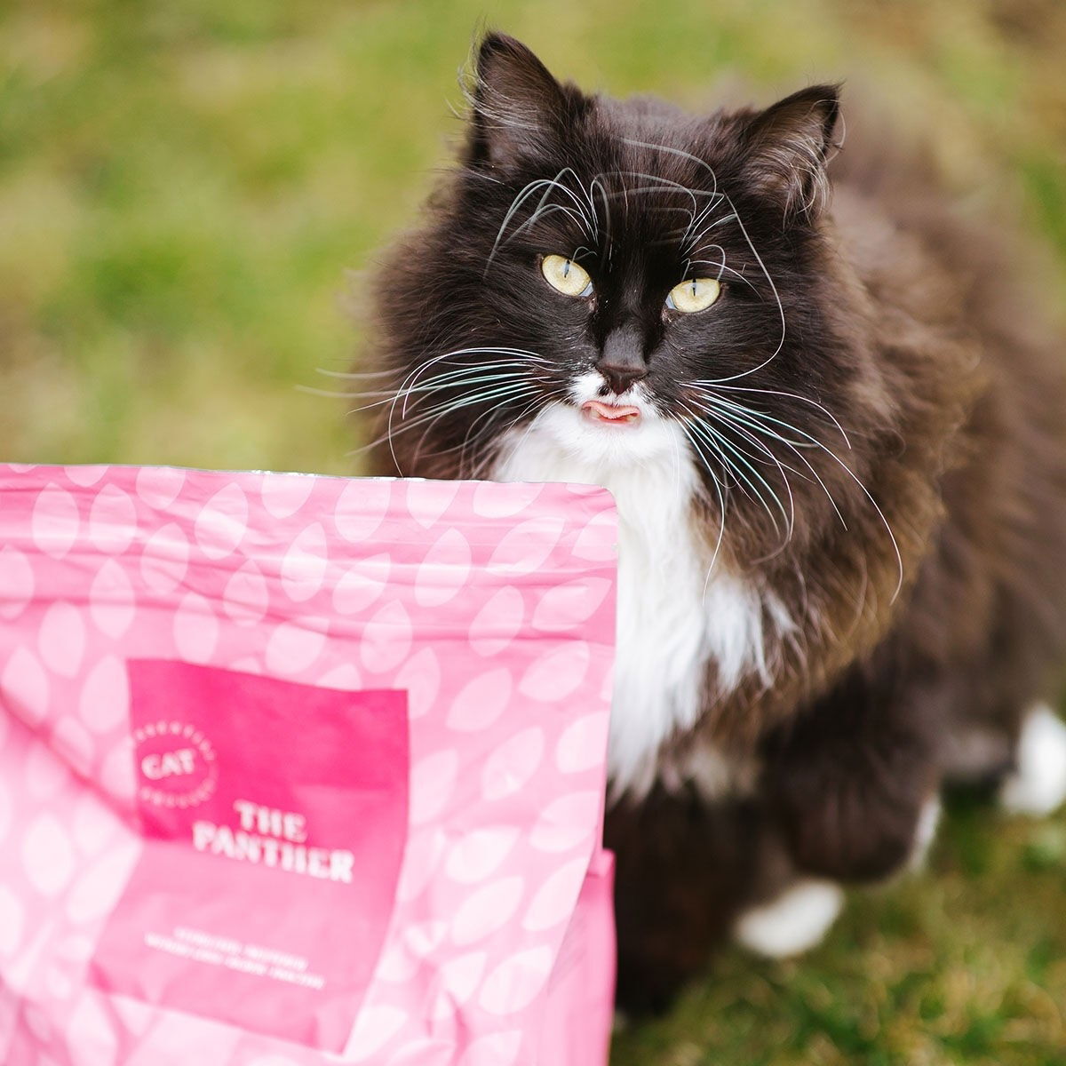 ESSENTIAL The PANTHER