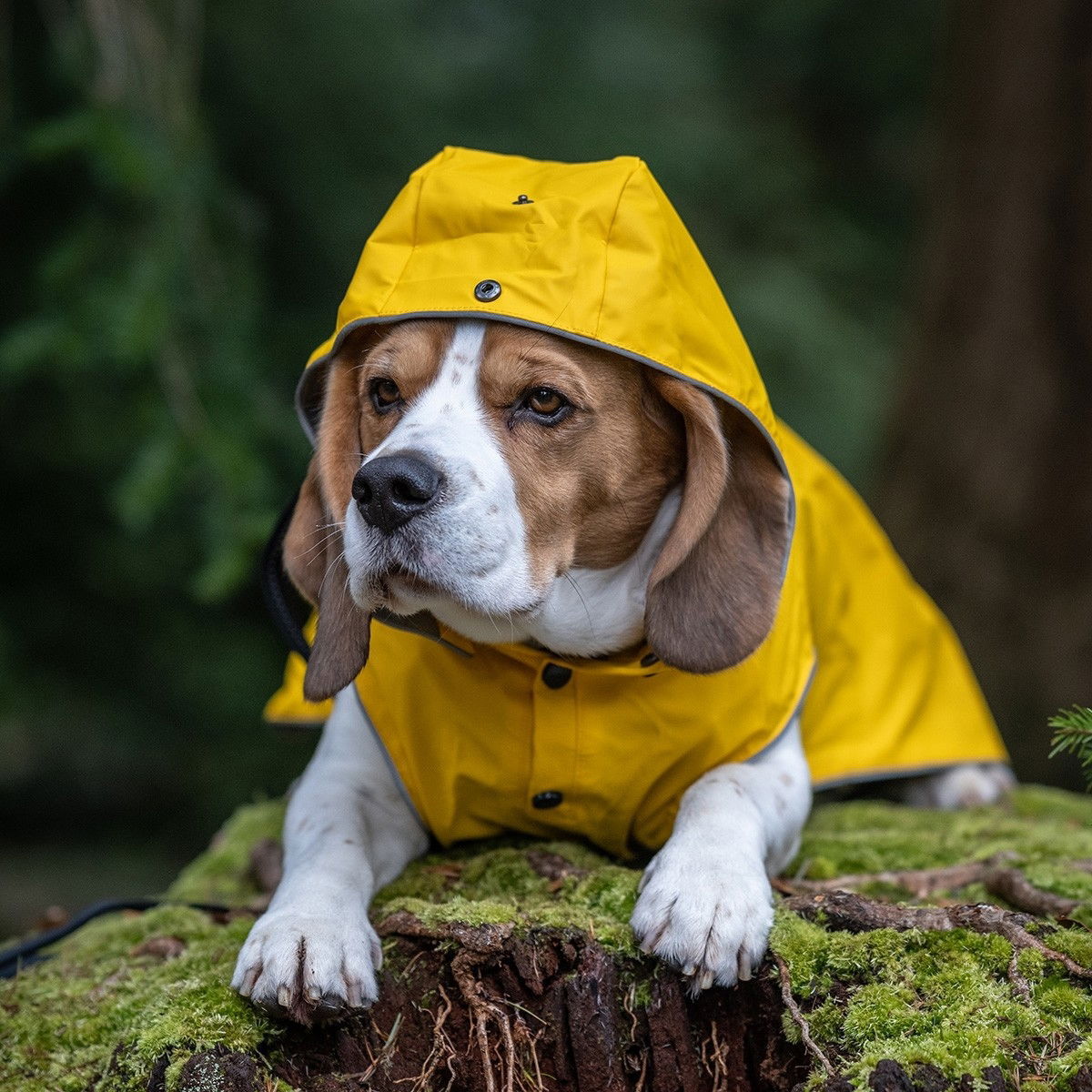 Rukka Stream Regntäcke Gul