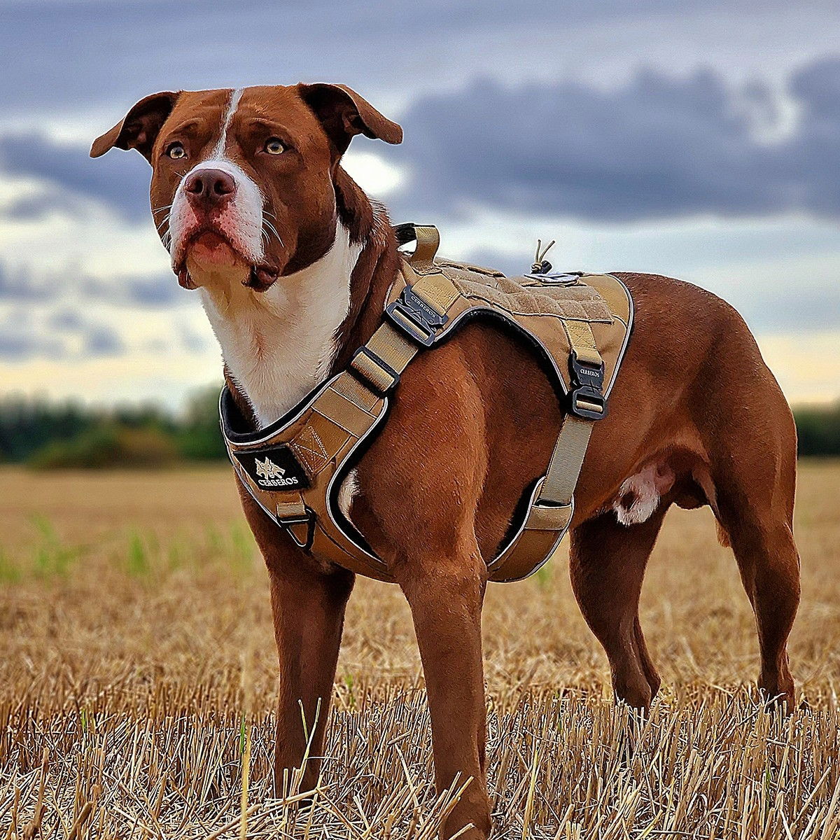 Cerberos Tactical harness Desert Brown