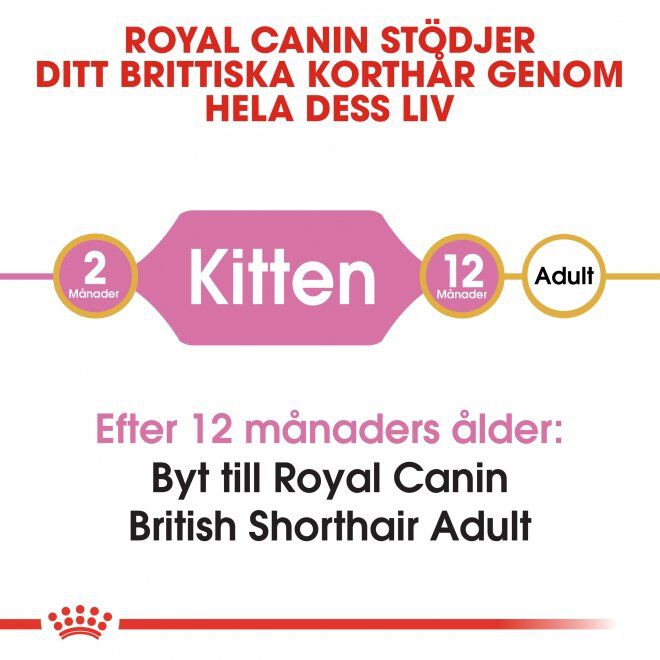 Royal Canin British Shorthair Kitten torrfoder för kattunge