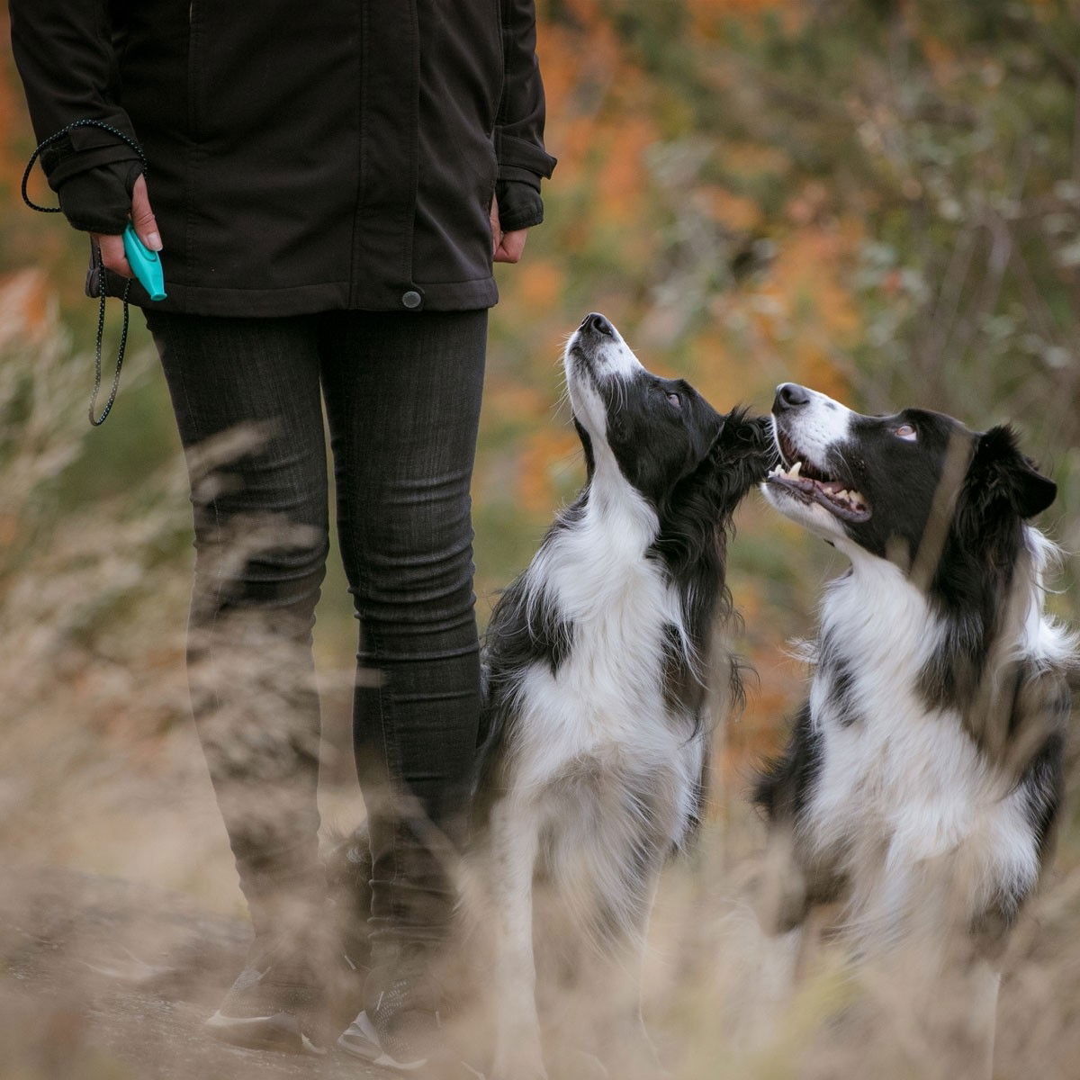 Pro Dog Whizzclick green